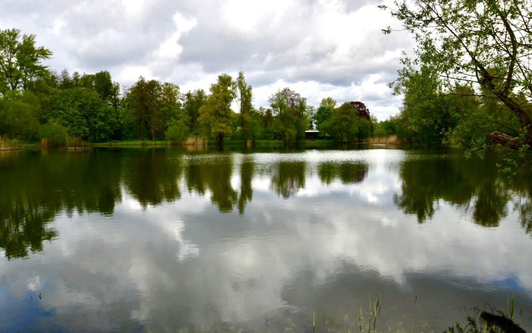 Eisvogel Teich